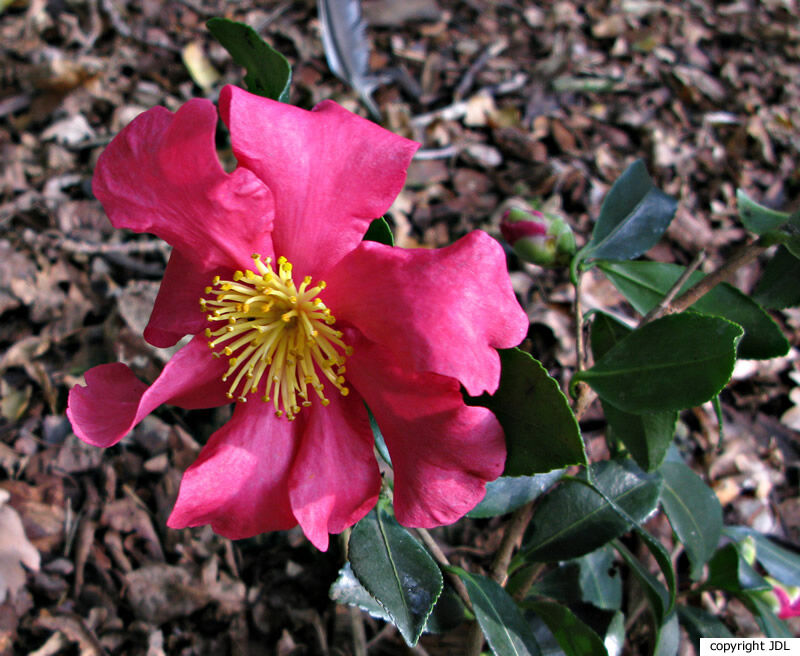 Camellia sasanqua Thunb. 'Crimson King'