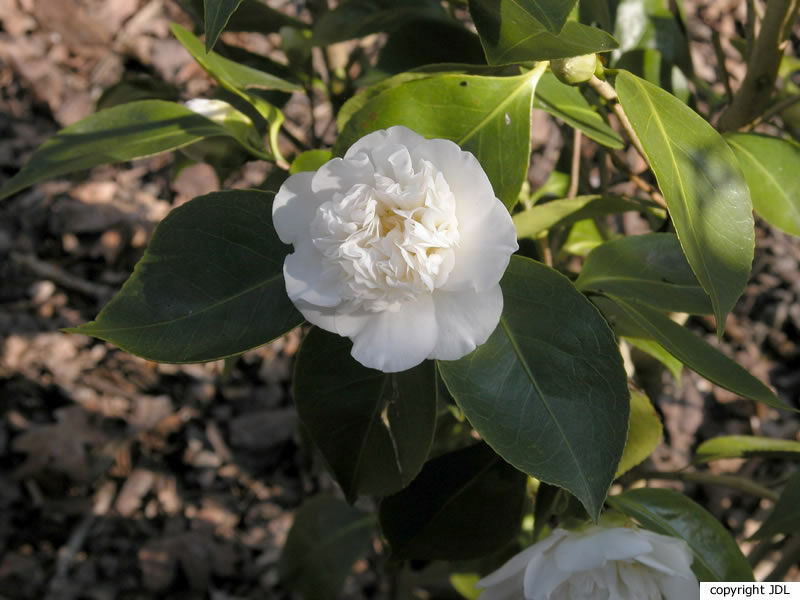 Camellia japonica L. 'Powder Puff'