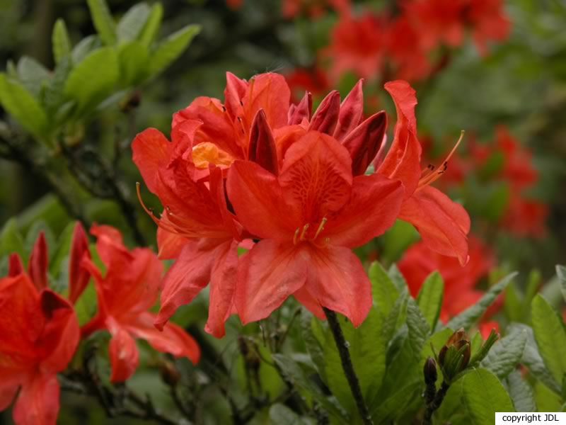 Rhododendron 'Koster's Brilliant Red' (R. molle hybrid)