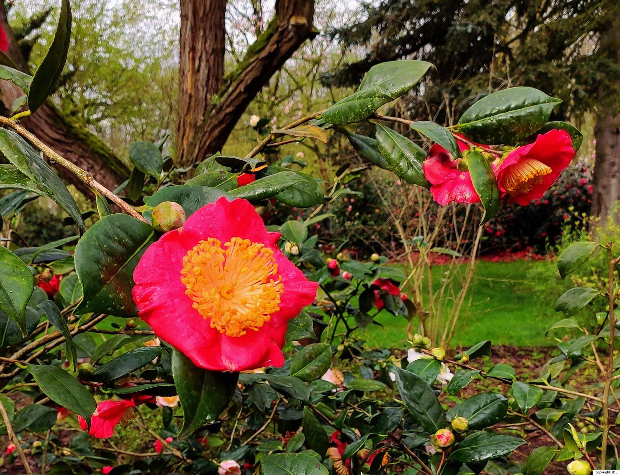 Camellia cultivar [Higo]