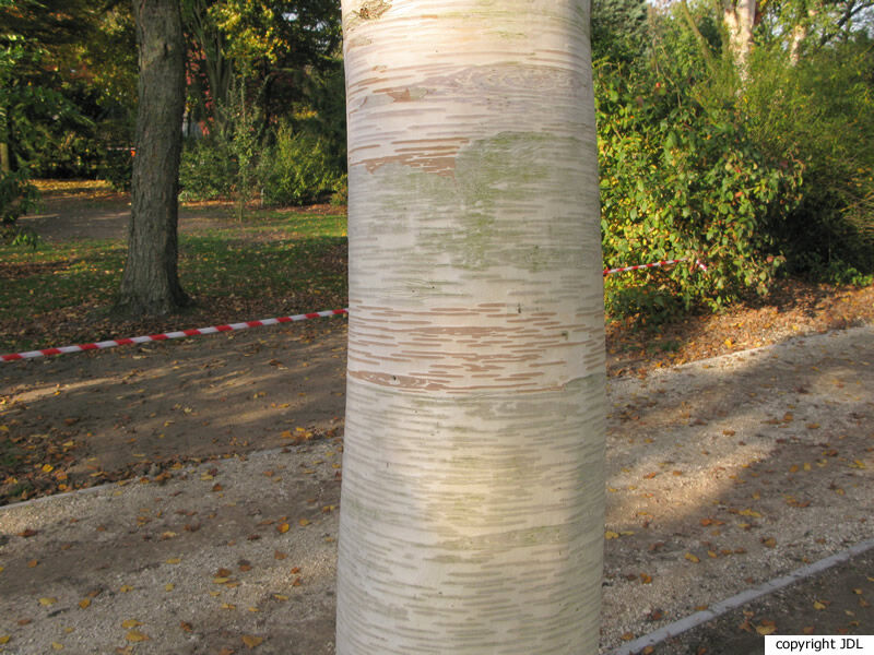 Betula ermanii Cham.