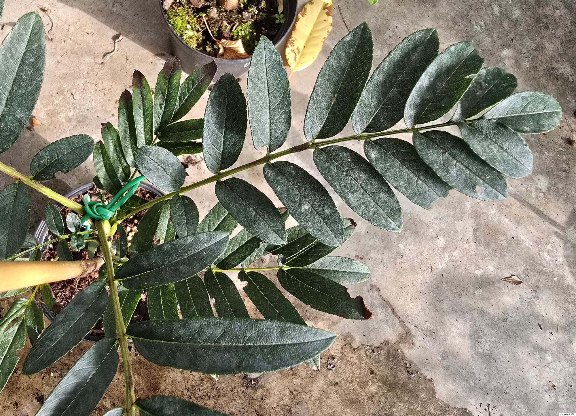Sorbus keenanii Rushforth