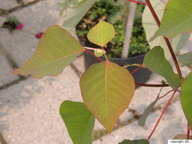 Homalanthus nutans (G.Forst.) Guillemin