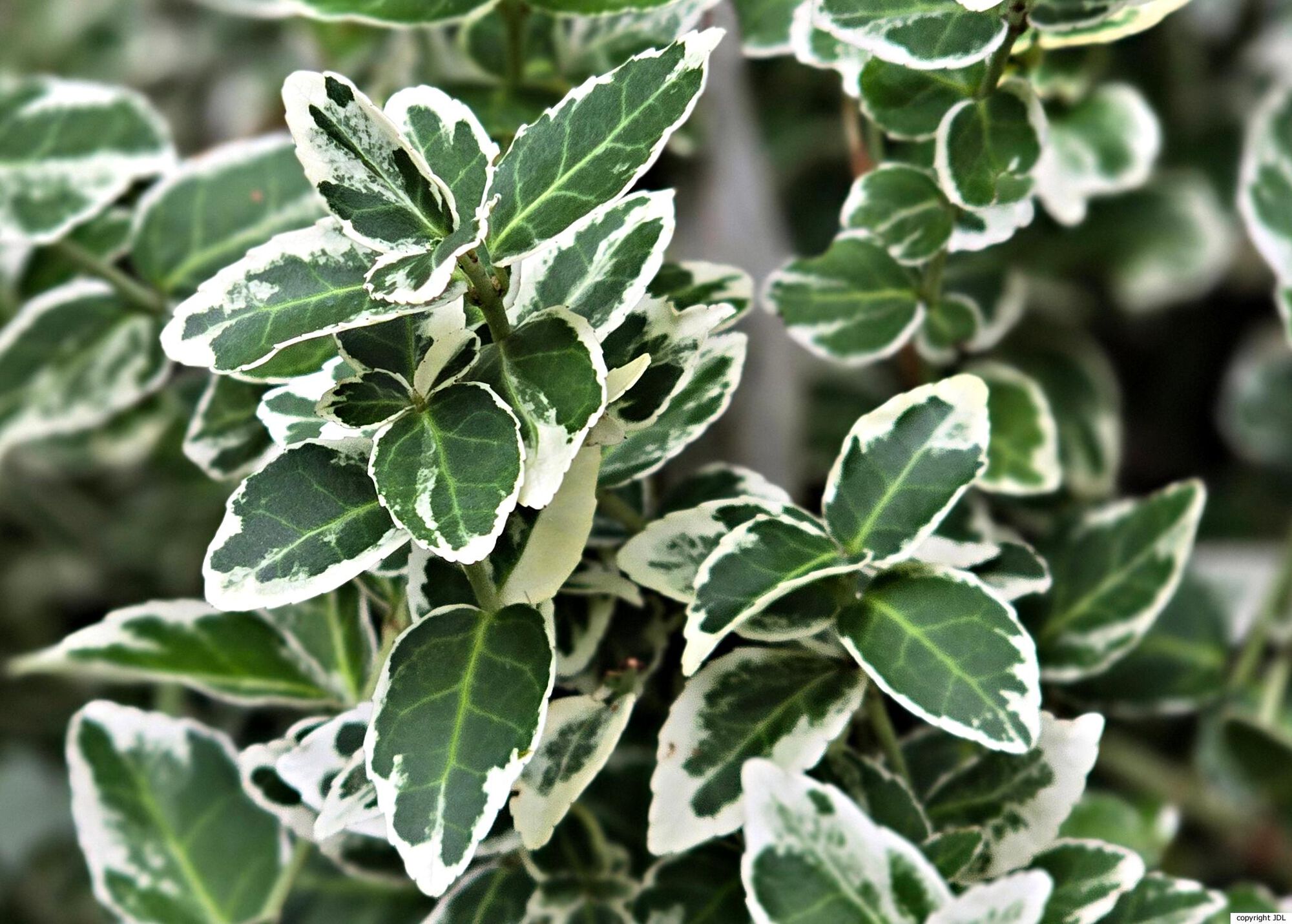 Euonymus fortunei (Turcz.) Hand.-Mazz. 'Silver Queen'