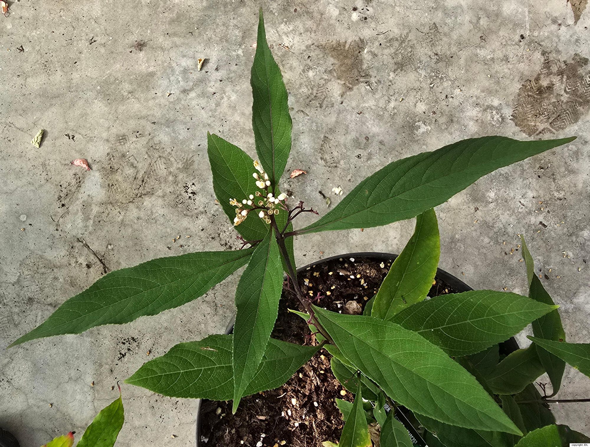 Callicarpa kwangtungensis Chun