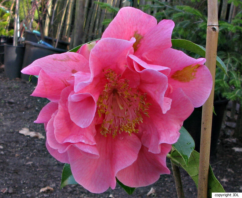 Camellia reticulata Lindl. 'Houye Diechi'