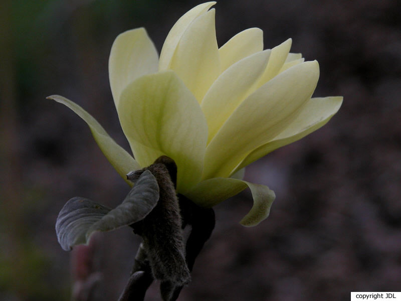 Magnolia 'Gold Star' (M.acuminata var. subcordata ‘Miss Honeybee’ × M.stellata 'Rubra')