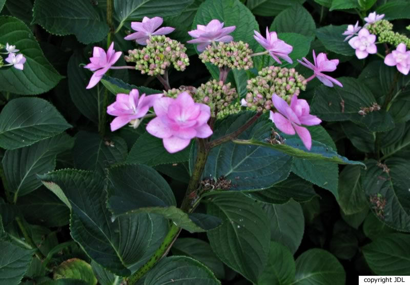 Hydrangea macrophylla (Thunb.) Ser. 'Hanabi Pink'