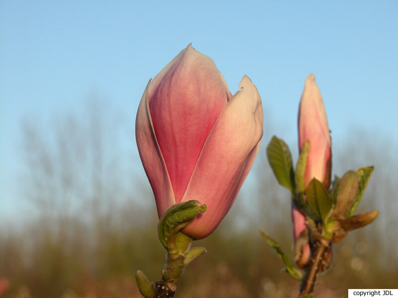 Magnolia ×soulangeana Soul.-Bod. (M.denudata × M.liliiflora)