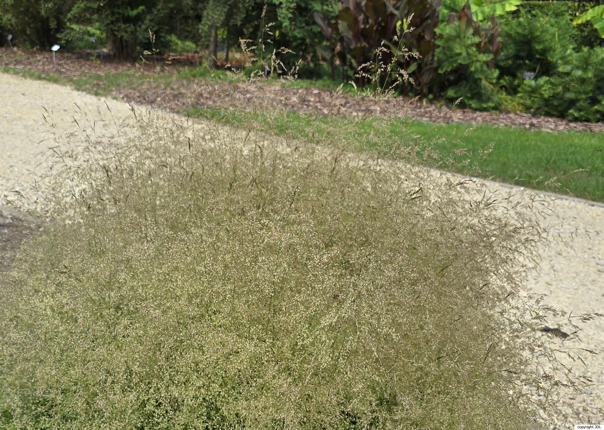 Deschampsia cespitosa (L.) P.Beauv. 'Golden Dew'