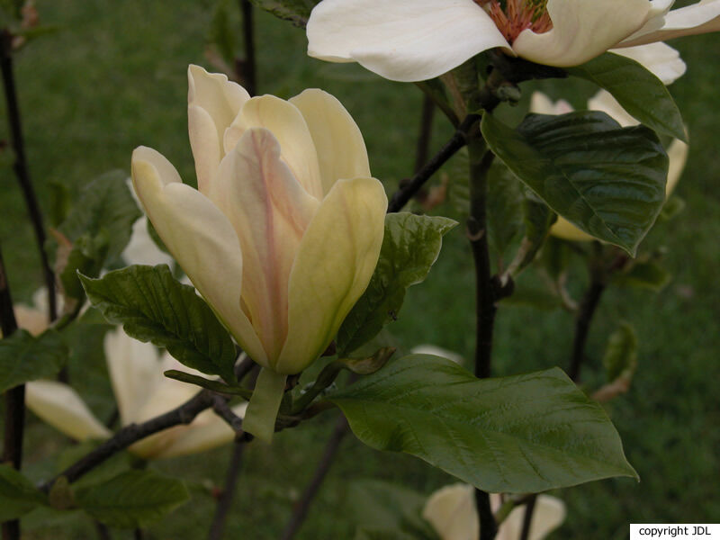 Magnolia 'Tranquility' (M.acuminata × M.×soulangeana)