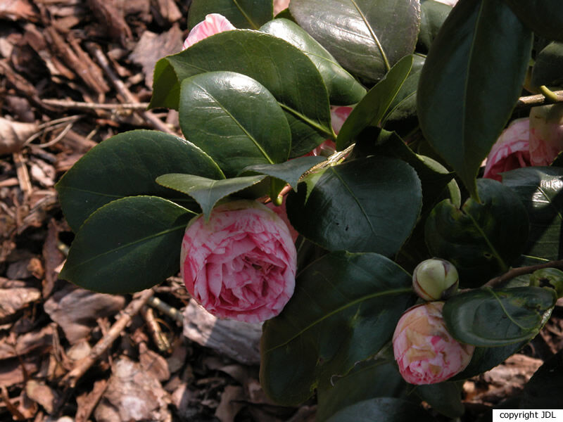 Camellia japonica L. 'Bella Romana'