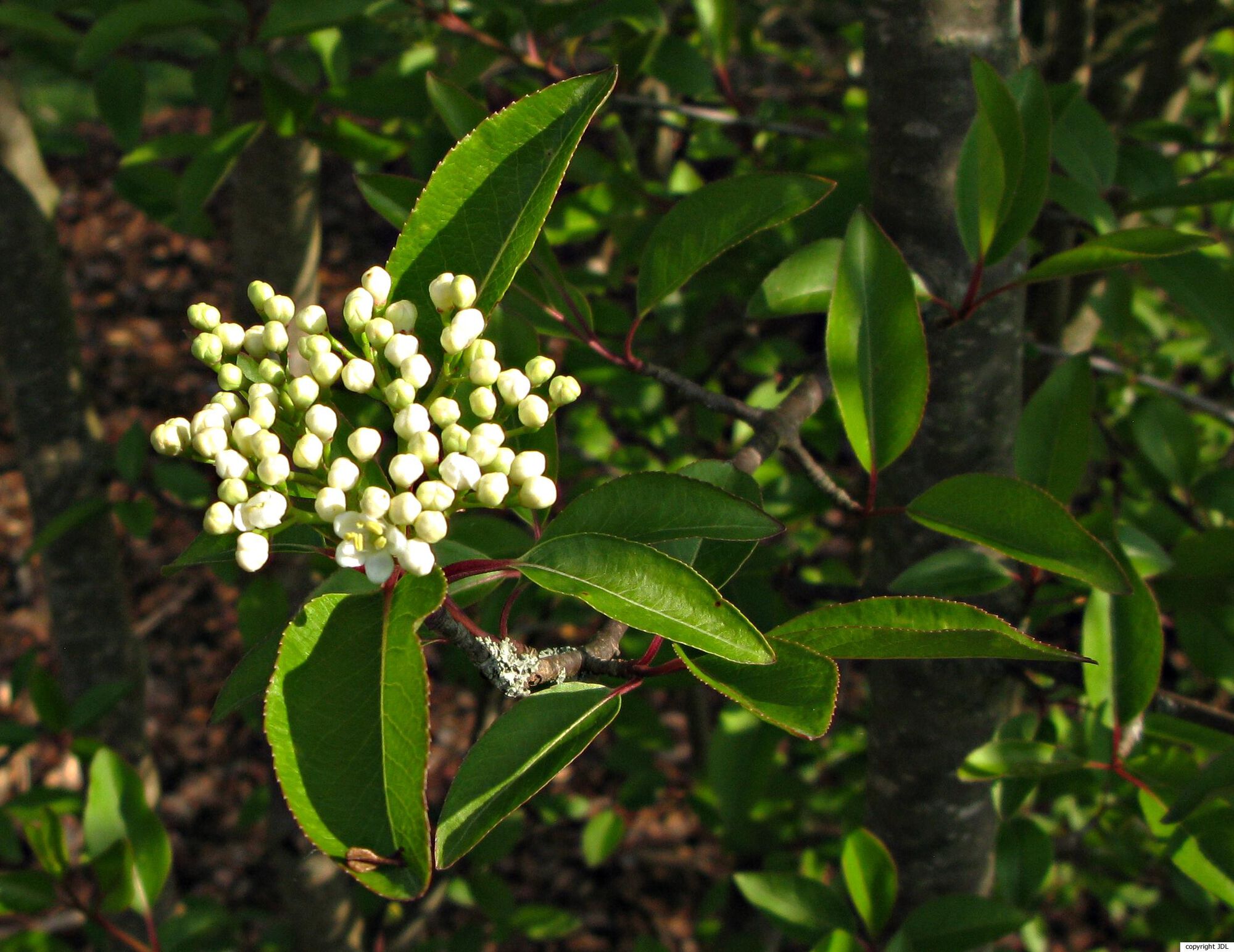 Viburnum cassinoides L.