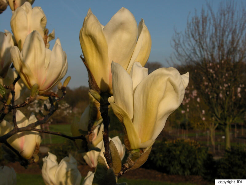 Magnolia 'Ivory Chalice' (M.acuminata × M.denudata)