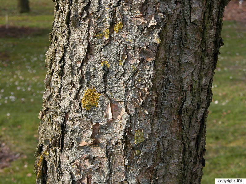 Betula nigra L.