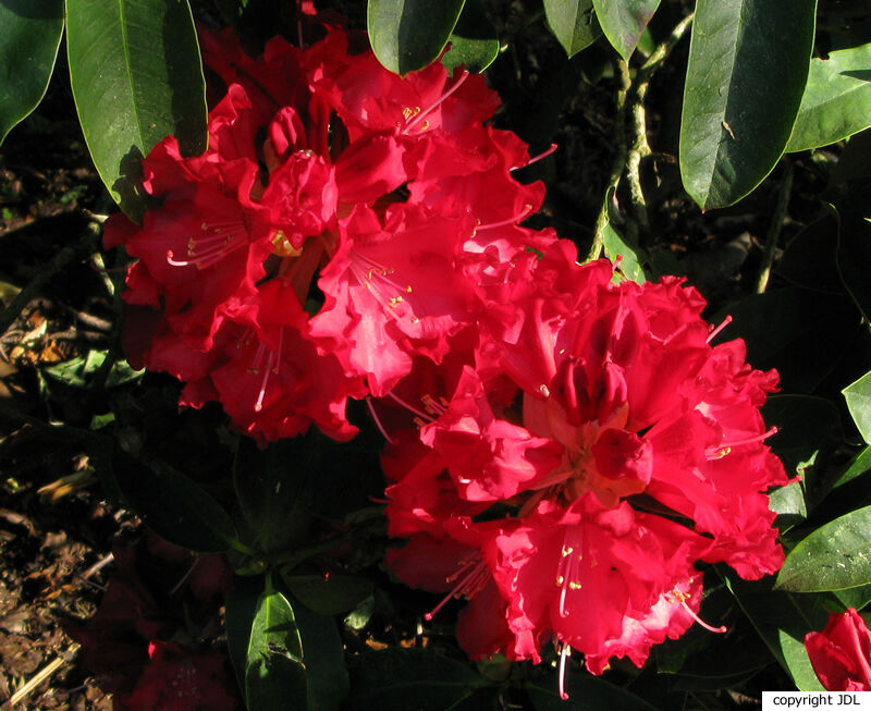 Rhododendron 'Pick Fire'