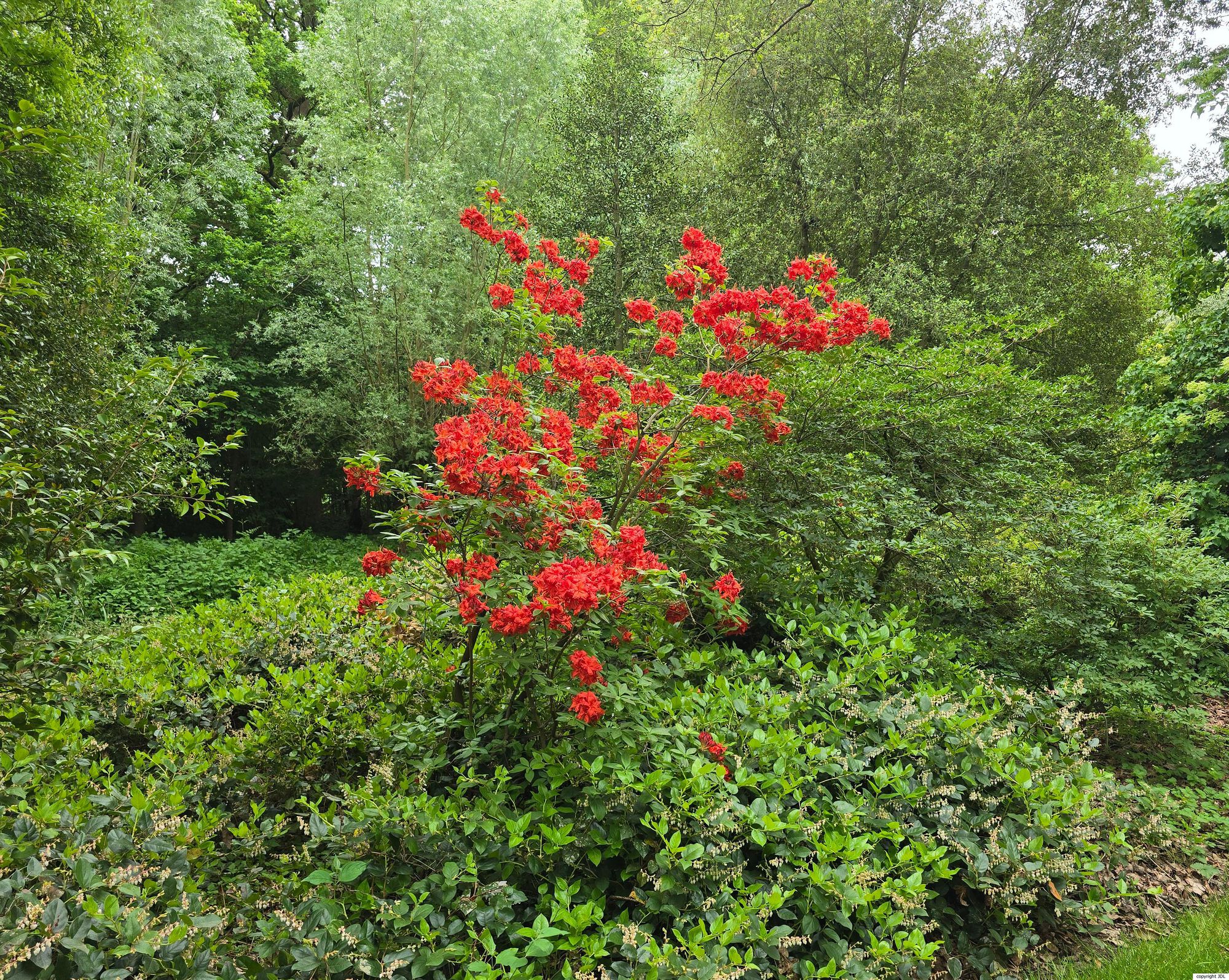 Rhododendron 'Koster's Brilliant Red' (R. molle hybrid)