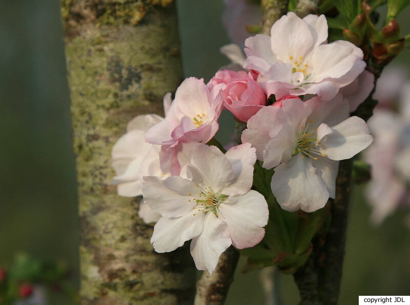 Prunus serrulata Lindl. 'Amanogawa'