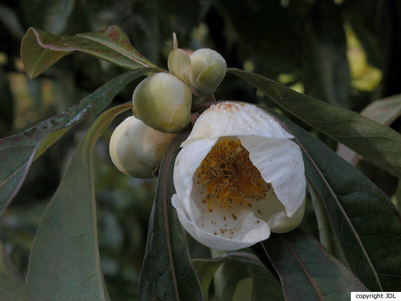 Franklinia alatamaha Marshall