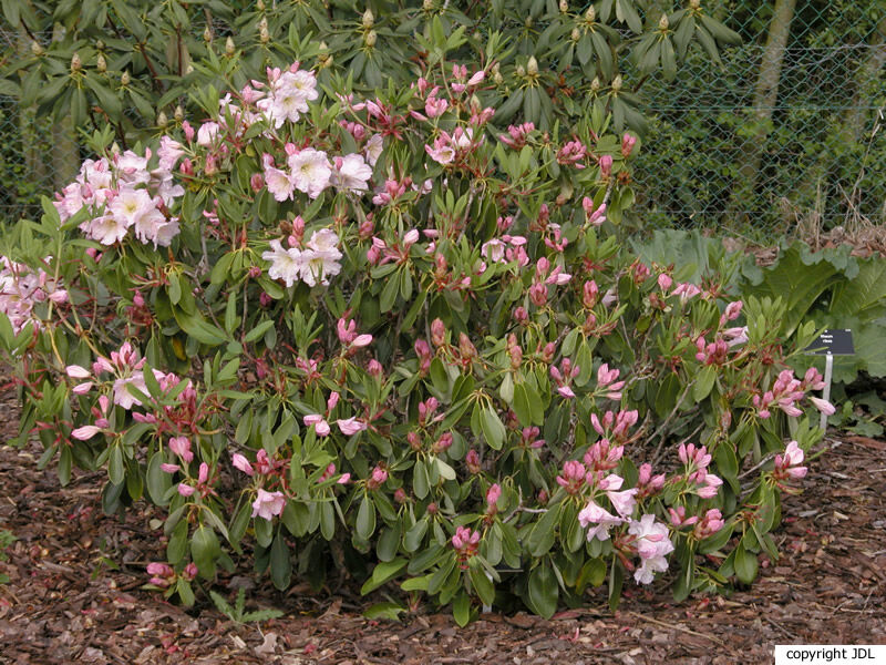 Rhododendron 'Sir Charles Butler' (R. fortunei hybrid ?)