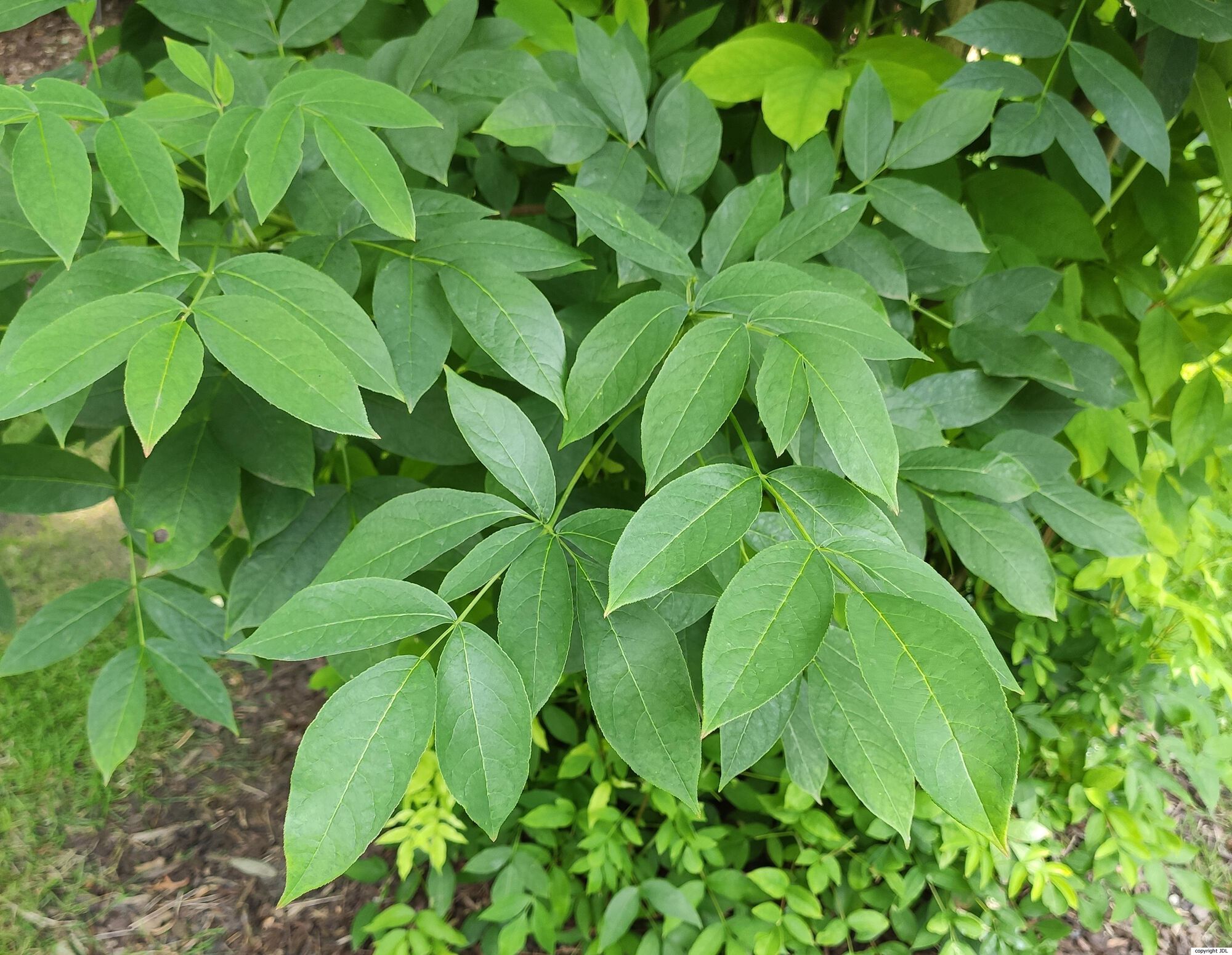 Staphylea pinnata L.