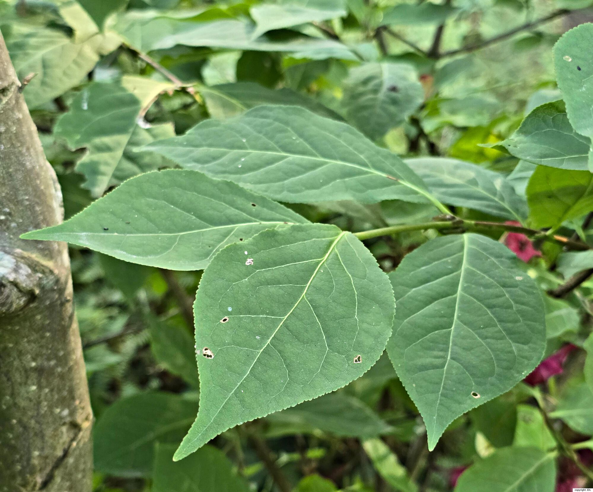Euonymus macropterus Rupr.