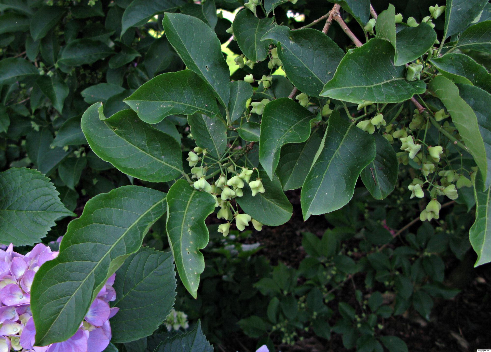 Euonymus hamiltonianus Wall. 'Winter Glory'
