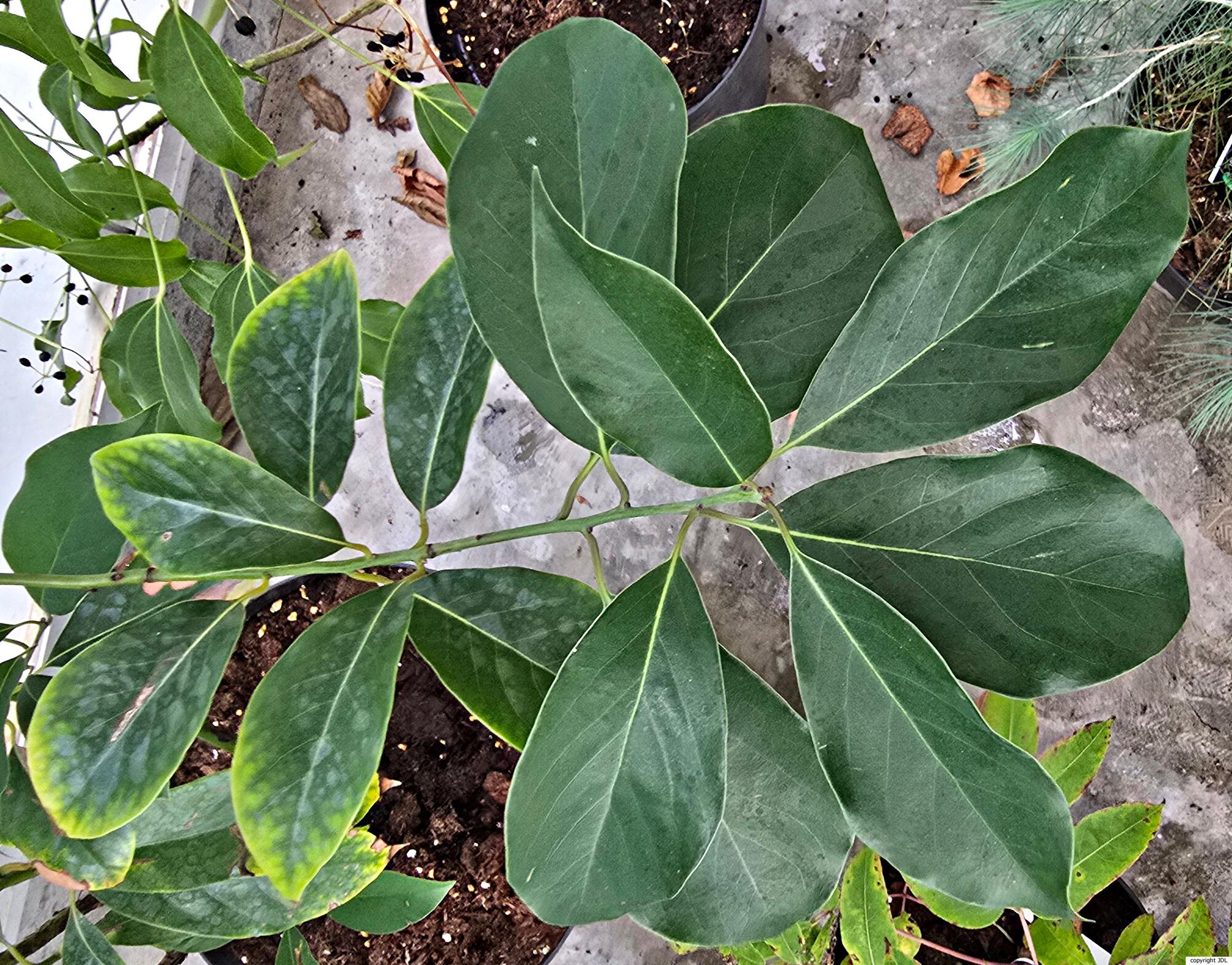 Machilus yunnanensis Lecomte