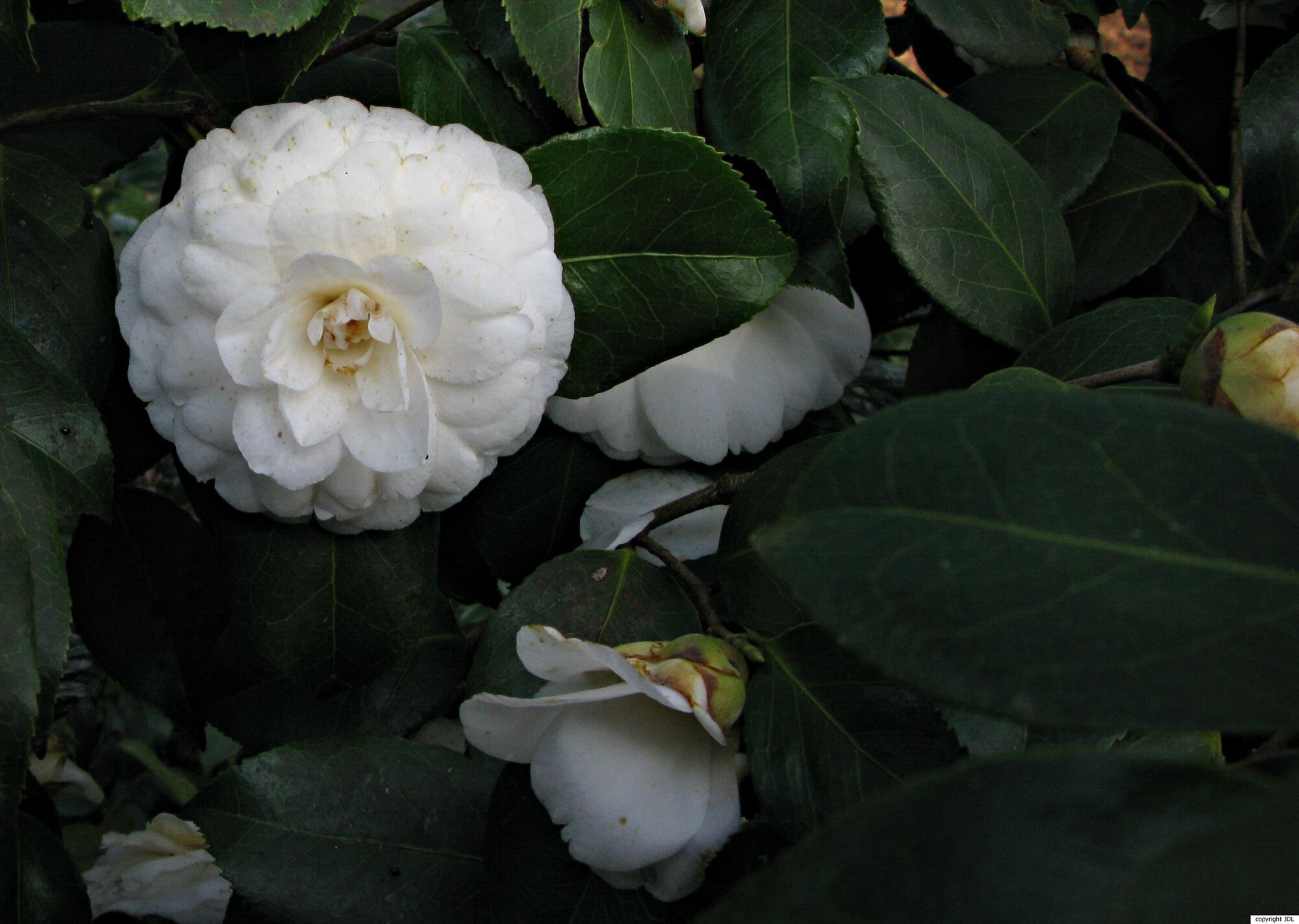 Camellia japonica L. 'Ochroleuca' [Belg]