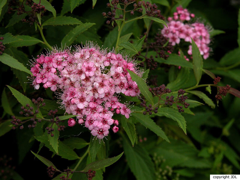 Spiraea japonica L.f. 'Genpei'