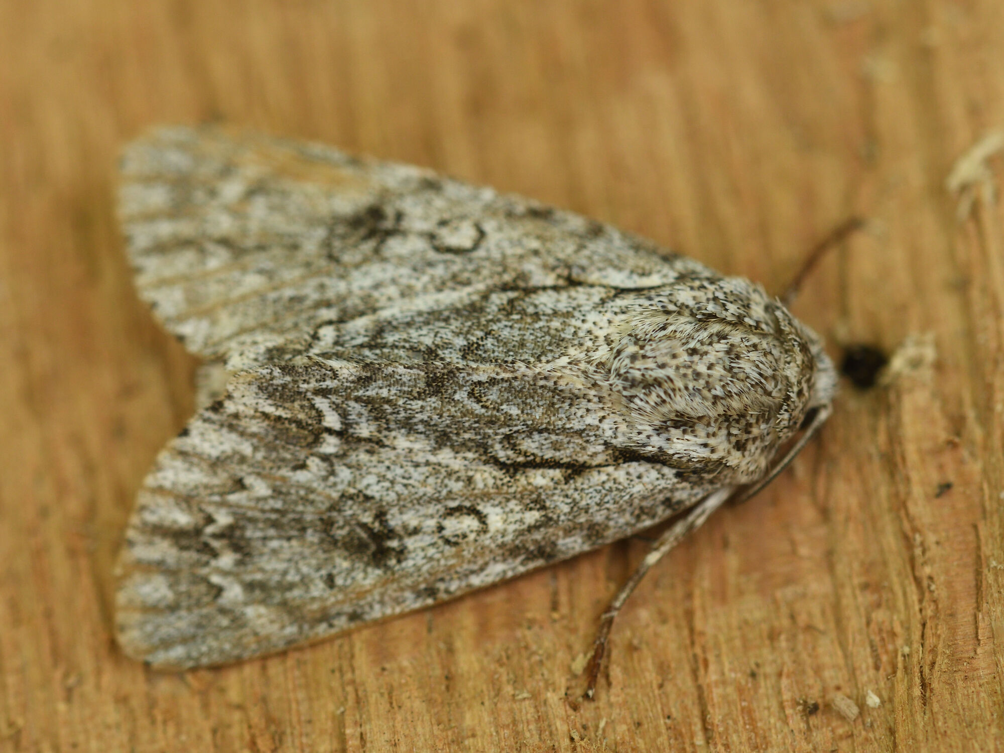 Acronicta aceris (Linnaeus, 1758)