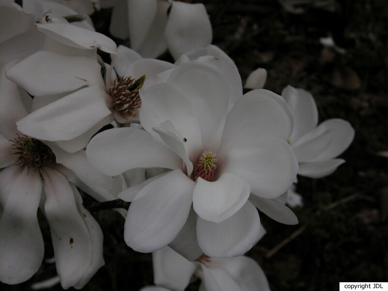 Magnolia 'Emma Cook' (M.denudata × M.stellata 'Waterlily')