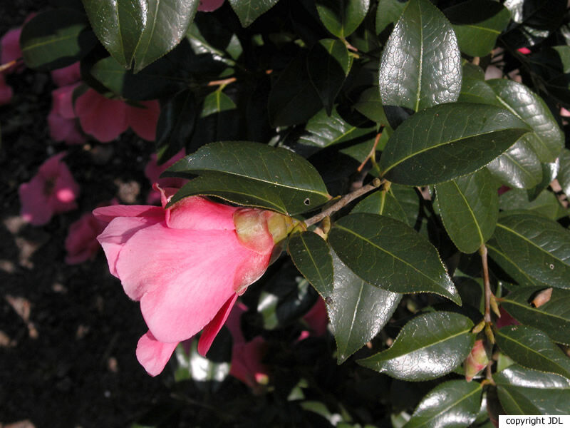 Camellia ×williamsii W.W.Sm. 'St. Ewe' (C.japonica × C.saluenensis)