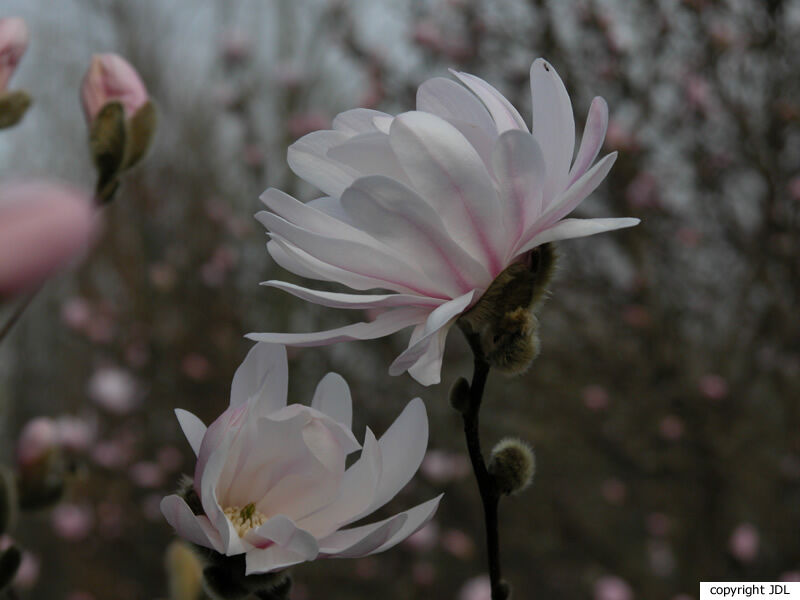 Magnolia stellata (Siebold & Zucc.) Maxim. 'Waterlily'