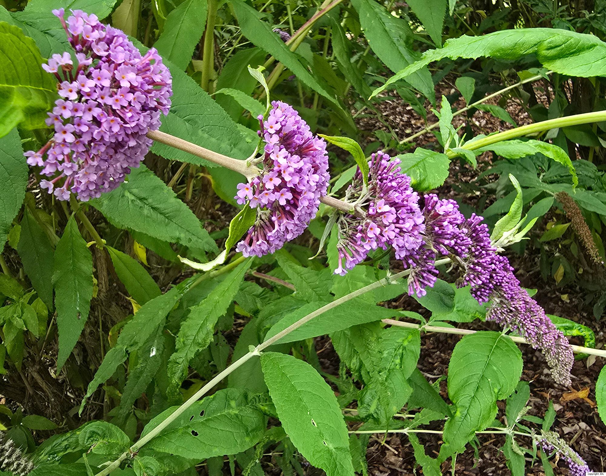 Buddleja
