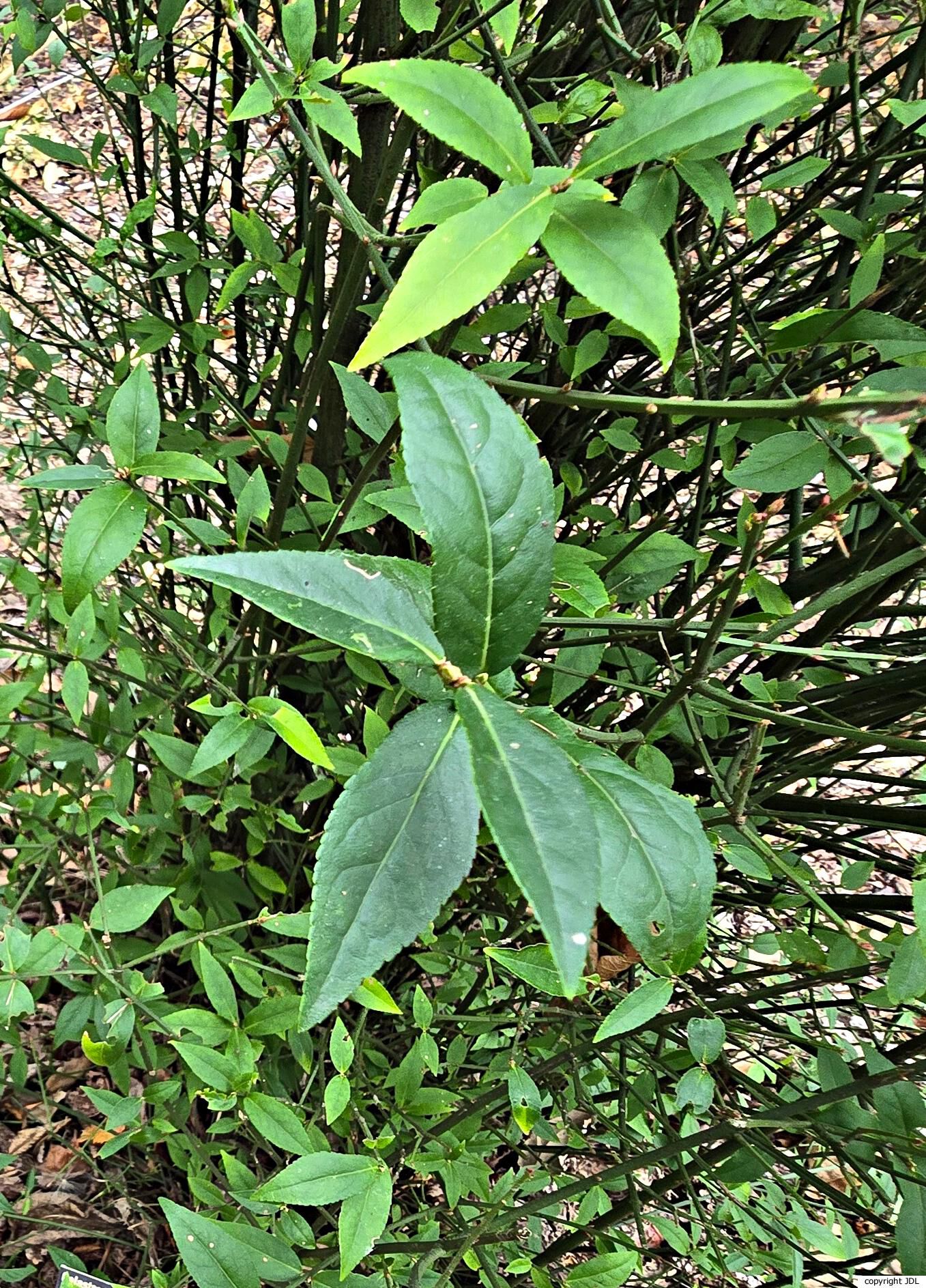 Euonymus americanus L.