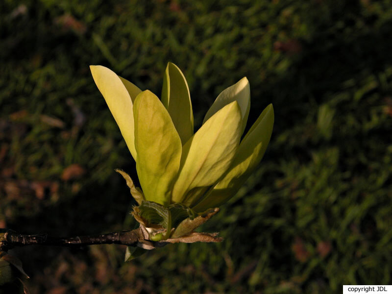 Magnolia 'Sunray' (M.'Sundance' seedling)