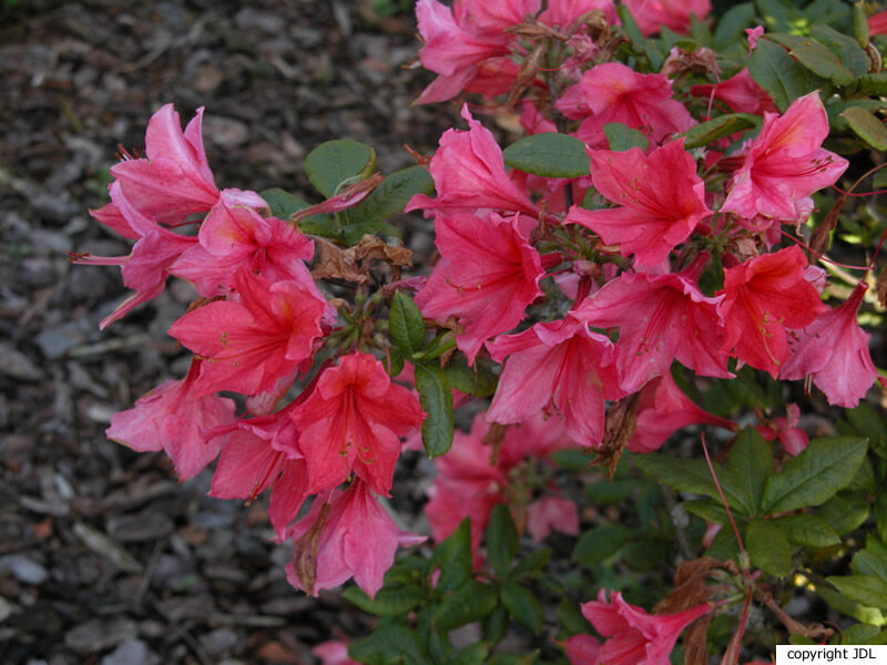 Rhododendron 'Edison' (Harde Gentse)