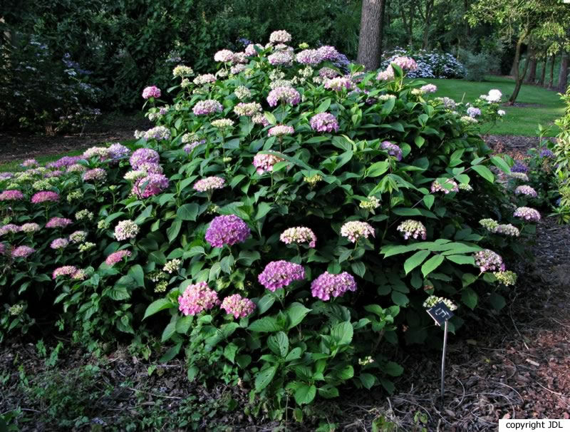 Hydrangea macrophylla (Thunb.) Ser. 'Bodensee'