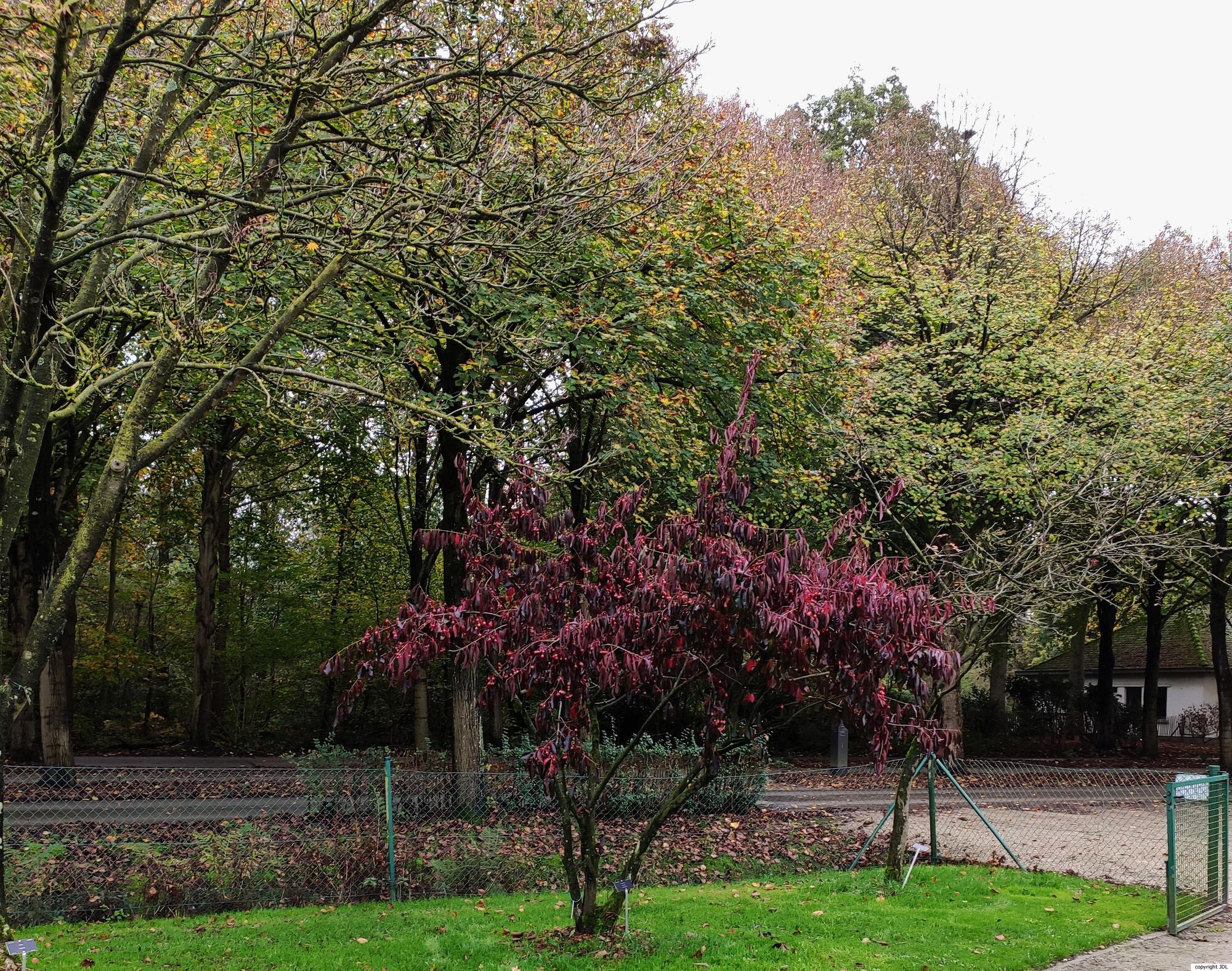 Euonymus carnosus Hemsl. 'Red Wine'