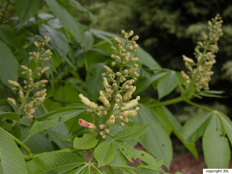 Aesculus glabra Willd. var. arguta (Buckley) B.L.Rob.