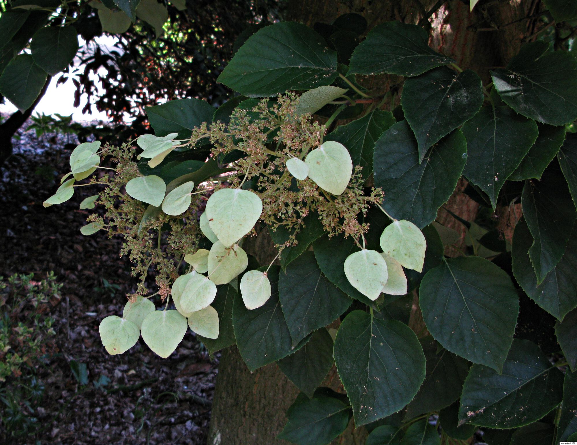 Hydrangea hydrangeoides (Siebold & Zucc.) Bernd Schulz