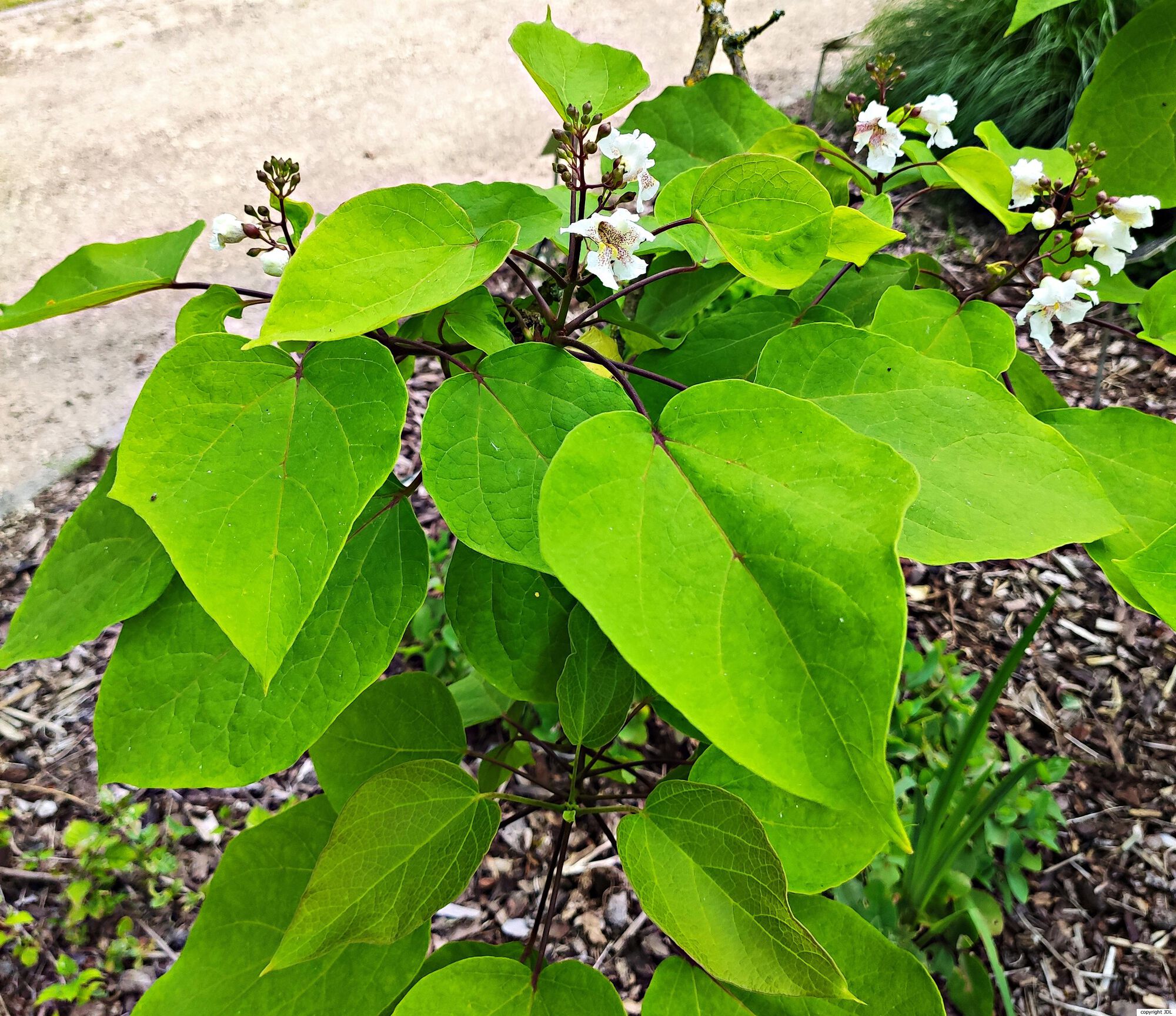 Catalpa ×erubescens Carrière (C.bignonioides × C.ovata)