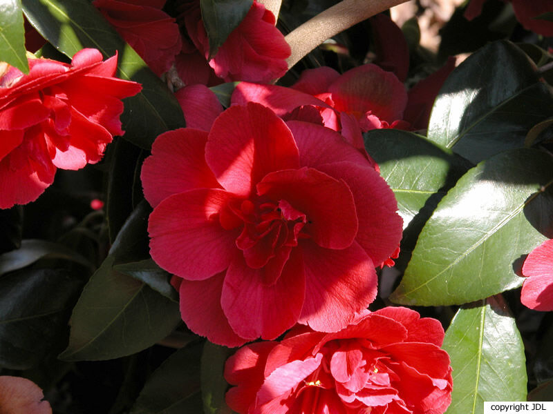 Camellia japonica L. 'Général Leclerc'