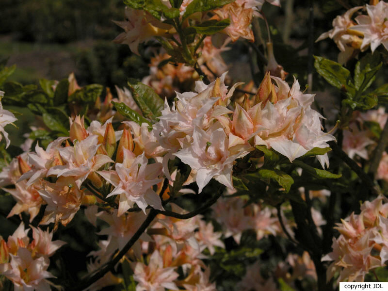 Rhododendron 'Graf von Meran' (Harde Gentse)