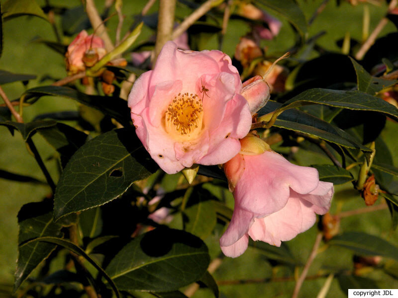 Camellia ×williamsii W.W.Sm. 'Elizabeth de Rothschild' (C.japonica × C.saluenensis)