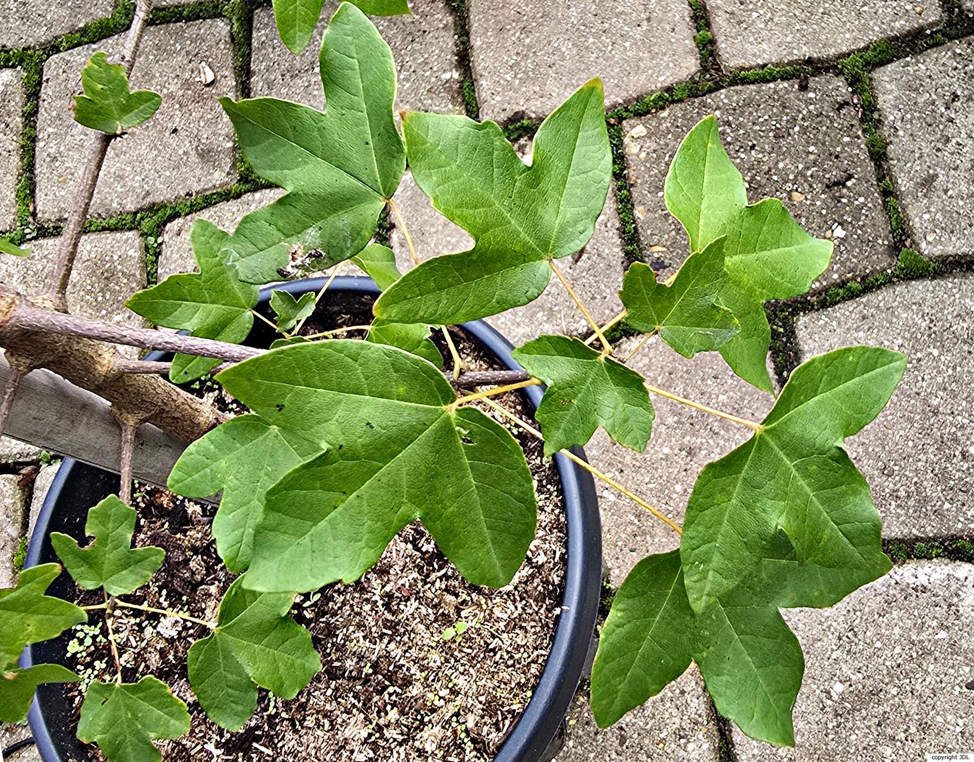 Acer monspessulanum L.