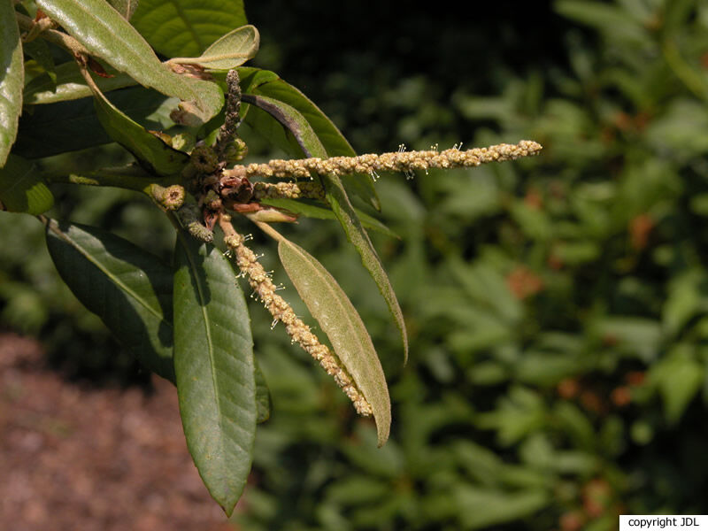 Notholithocarpus densiflorus (Hook. & Arn.) Manos, Cannon & S.H.Oh