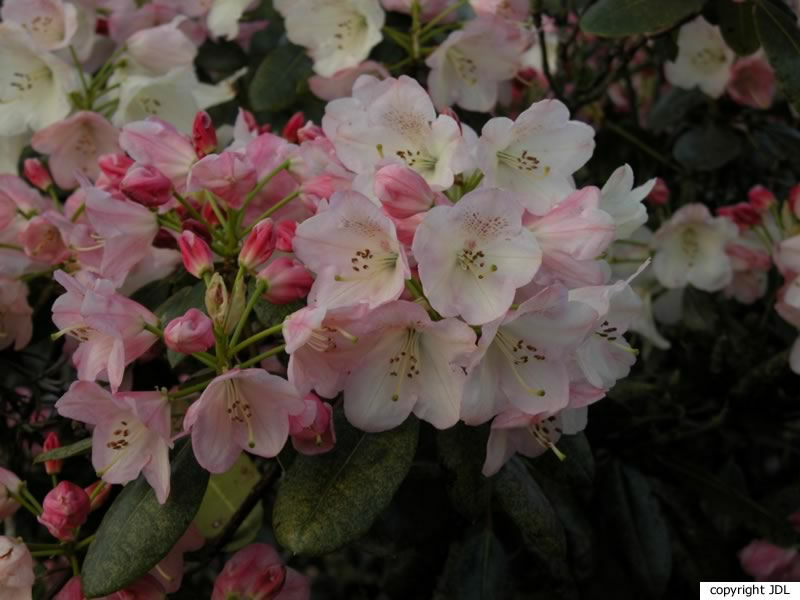 Rhododendron 'Apfelblüte' (R. wardii hybrid