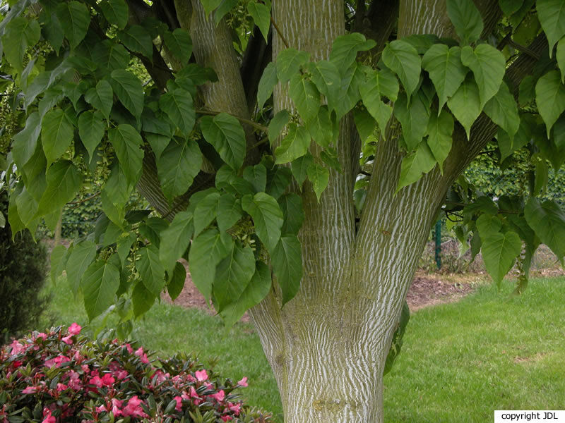 Acer davidii Franch. 'Canton'